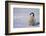 Baby Emperor Penguin-DLILLC-Framed Photographic Print