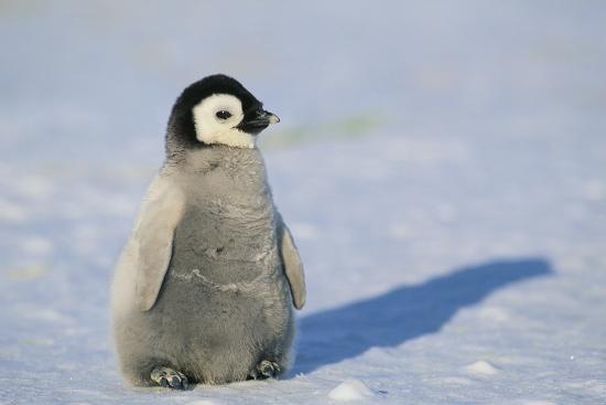 Baby Emperor Penguin Photographic Print by DLILLC | Art.com