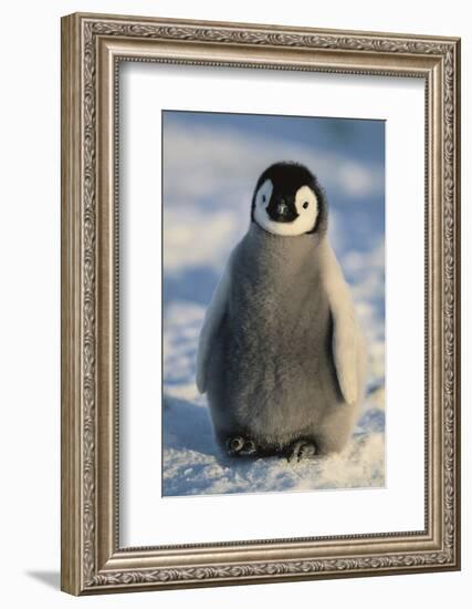 Baby Emperor Penguin-DLILLC-Framed Photographic Print