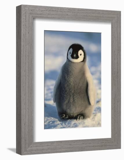 Baby Emperor Penguin-DLILLC-Framed Photographic Print