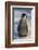 Baby Emperor Penguin-DLILLC-Framed Photographic Print