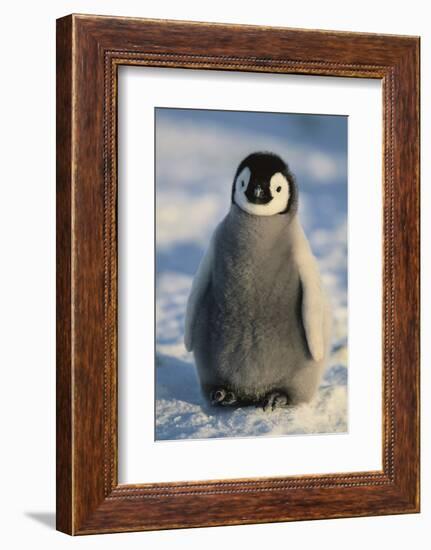 Baby Emperor Penguin-DLILLC-Framed Photographic Print