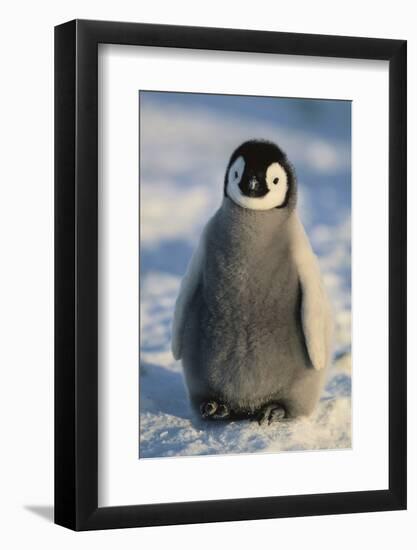 Baby Emperor Penguin-DLILLC-Framed Photographic Print