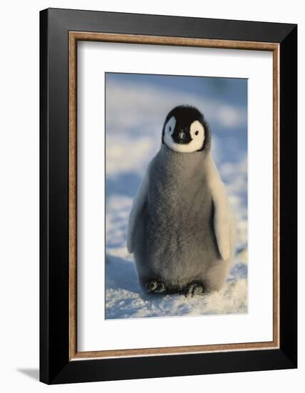 Baby Emperor Penguin-DLILLC-Framed Photographic Print