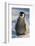 Baby Emperor Penguin-DLILLC-Framed Photographic Print