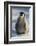 Baby Emperor Penguin-DLILLC-Framed Photographic Print