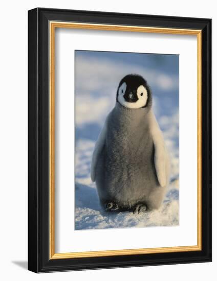 Baby Emperor Penguin-DLILLC-Framed Photographic Print