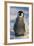 Baby Emperor Penguin-DLILLC-Framed Photographic Print