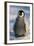 Baby Emperor Penguin-DLILLC-Framed Photographic Print