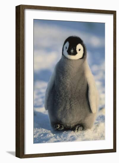 Baby Emperor Penguin-DLILLC-Framed Photographic Print