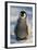 Baby Emperor Penguin-DLILLC-Framed Photographic Print