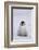 Baby Emperor Penguin-DLILLC-Framed Photographic Print