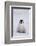 Baby Emperor Penguin-DLILLC-Framed Photographic Print