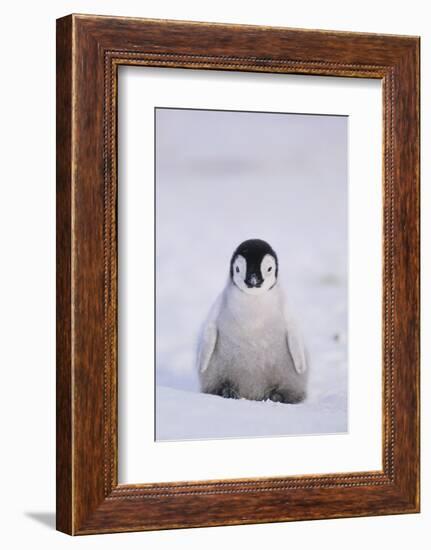 Baby Emperor Penguin-DLILLC-Framed Photographic Print