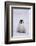 Baby Emperor Penguin-DLILLC-Framed Photographic Print