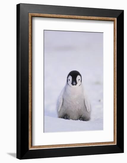 Baby Emperor Penguin-DLILLC-Framed Photographic Print