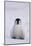 Baby Emperor Penguin-DLILLC-Mounted Photographic Print