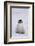 Baby Emperor Penguin-DLILLC-Framed Photographic Print