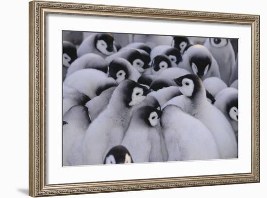 Baby Emperor Penguins-DLILLC-Framed Photographic Print