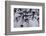 Baby Emperor Penguins-DLILLC-Framed Photographic Print