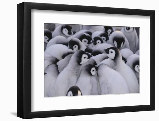 Baby Emperor Penguins-DLILLC-Framed Photographic Print