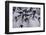 Baby Emperor Penguins-DLILLC-Framed Photographic Print