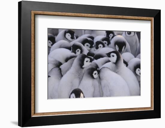 Baby Emperor Penguins-DLILLC-Framed Photographic Print