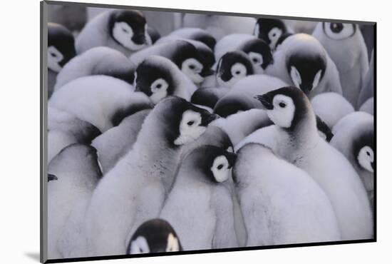 Baby Emperor Penguins-DLILLC-Mounted Photographic Print