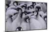 Baby Emperor Penguins-DLILLC-Mounted Photographic Print