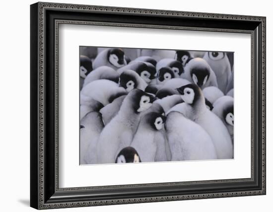 Baby Emperor Penguins-DLILLC-Framed Photographic Print