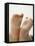 Baby Feet-Ian Boddy-Framed Premier Image Canvas