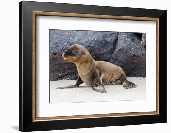 Baby Galapagos sealion pup, Espanola Island, Galapagos Islands, Ecuador.-Adam Jones-Framed Photographic Print