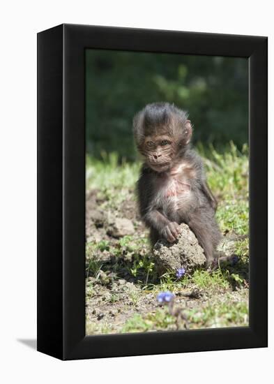 Baby Gelada Baboon (Theropithecus Gelada)-Gabrielle and Michel Therin-Weise-Framed Premier Image Canvas