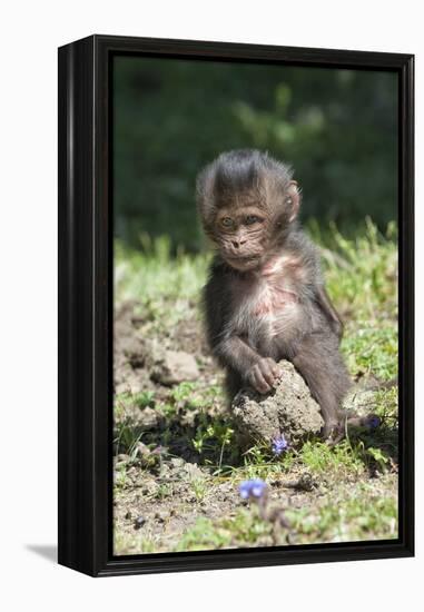 Baby Gelada Baboon (Theropithecus Gelada)-Gabrielle and Michel Therin-Weise-Framed Premier Image Canvas