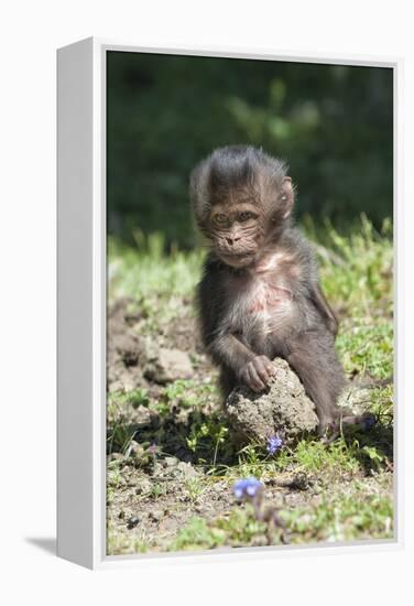 Baby Gelada Baboon (Theropithecus Gelada)-Gabrielle and Michel Therin-Weise-Framed Premier Image Canvas