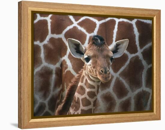 Baby Giraffe at Whipsnade Wild Animal Park Born, June 1996-null-Framed Premier Image Canvas