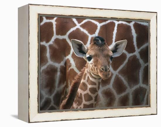 Baby Giraffe at Whipsnade Wild Animal Park Born, June 1996-null-Framed Premier Image Canvas