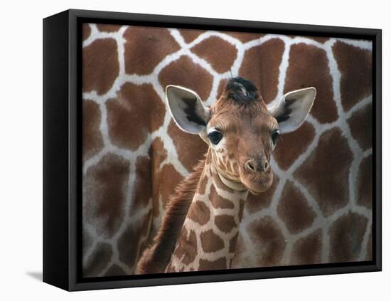 Baby Giraffe at Whipsnade Wild Animal Park Born, June 1996-null-Framed Premier Image Canvas