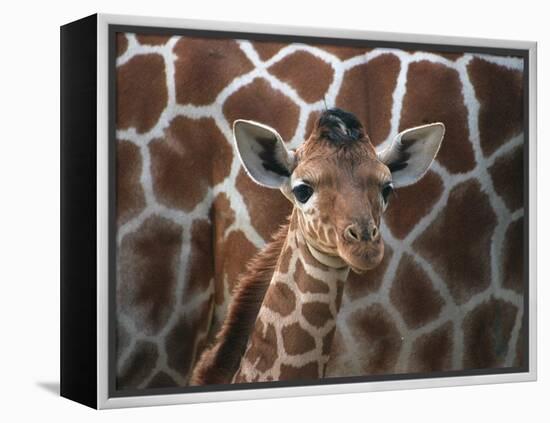 Baby Giraffe at Whipsnade Wild Animal Park Born, June 1996-null-Framed Premier Image Canvas