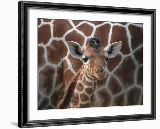 Baby Giraffe at Whipsnade Wild Animal Park Born, June 1996-null-Framed Photographic Print