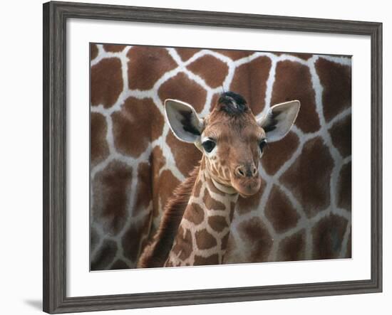 Baby Giraffe at Whipsnade Wild Animal Park Born, June 1996-null-Framed Photographic Print