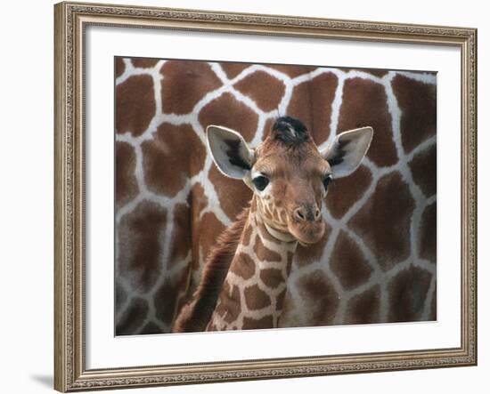 Baby Giraffe at Whipsnade Wild Animal Park Born, June 1996-null-Framed Photographic Print