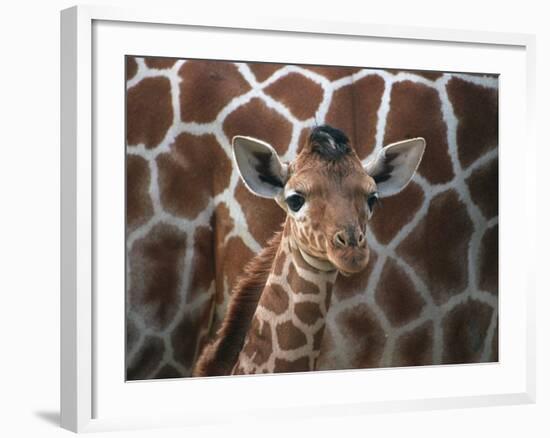 Baby Giraffe at Whipsnade Wild Animal Park Born, June 1996-null-Framed Photographic Print