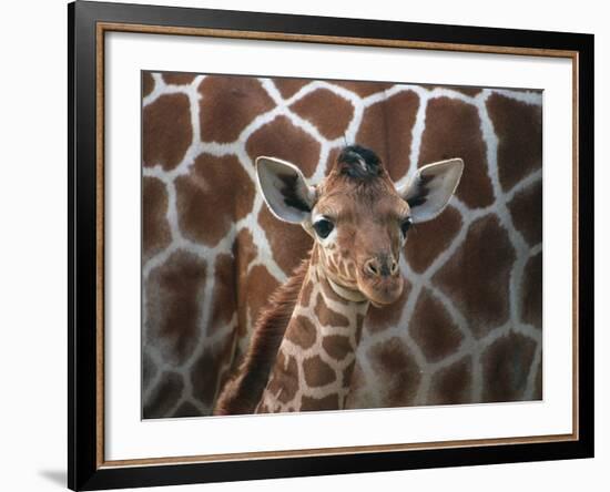 Baby Giraffe at Whipsnade Wild Animal Park Born, June 1996-null-Framed Photographic Print