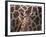 Baby Giraffe at Whipsnade Wild Animal Park Born, June 1996-null-Framed Photographic Print