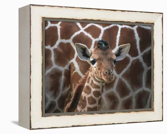 Baby Giraffe at Whipsnade Wild Animal Park Born, June 1996-null-Framed Premier Image Canvas