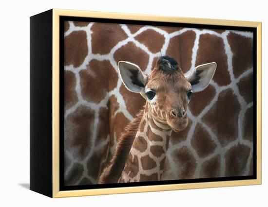 Baby Giraffe at Whipsnade Wild Animal Park Born, June 1996-null-Framed Premier Image Canvas