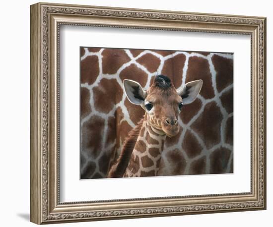 Baby Giraffe at Whipsnade Wild Animal Park Born, June 1996-null-Framed Photographic Print