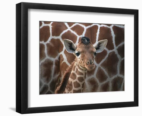 Baby Giraffe at Whipsnade Wild Animal Park Born, June 1996-null-Framed Photographic Print