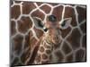 Baby Giraffe at Whipsnade Wild Animal Park Born, June 1996-null-Mounted Photographic Print
